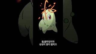 치코리타에 대해서 알아보자