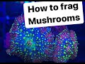 How to frag mushroom corals!