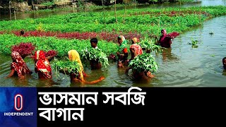 নিচু জলাভূমি এবং লবণাক্ত মাটিও আর ফেলনা নয় || Gopalganj Floating Vegetable