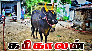 காங்கேயம் காரி காளை Kangayam Bull