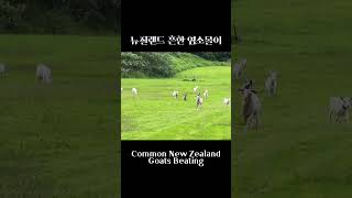 뉴질랜드 흔한 염소몰이 Common New Zealand Goats Beating// #염소 #주인 #동물농장 #goats #farmer #animal #healing