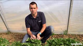 Groene gewasbescherming in de aardbeien