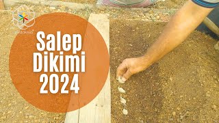 Salep dikimi 2024 sezonu