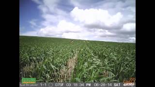 Wheat Timelapse