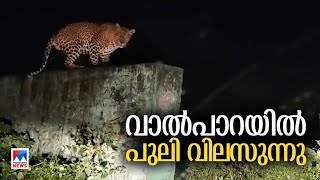 വാല്‍പാറയില്‍ രണ്ടാം വട്ടവും പുലിയുടെ സാന്നിധ്യം | Valparai | Tourist | Tamilnadu |Leopard