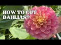 Growing Dahlias: The ultimate guide to cutting and caring for dahlias for maximum blooms