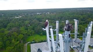 Incredible! Bald Eagle nest from a Birds Eye view!! #baldeagle #america