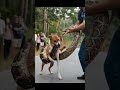 Dog attack 😱 Big phyton snake rescue part 2 🔥😂 #animals #dog #doglover #animalrescue