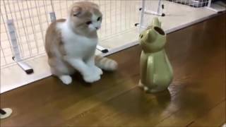 【キュン死確定！】飼い主笑いこらえきれずｗｗｗ猫のじょうろに敵対心むき出しに絡む猫が可愛すぎるｗとTwitterで話題に！！