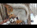 Самая ласковая белка в парке the most affectionate squirrel in the park