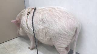 【ミニブタ】散歩じゃなかったの？…予防接種でいじけるつくね(♂tukune) Mini Pig