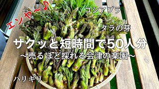 【山菜採り】絶品の山菜４種類を爆速採り。名人級の大量でした！GWも採れます