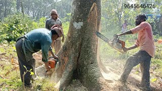 chainsaw fight in Kerala വലിയ ആഞ്ഞിലി മരം 2 chain saw ഉപയോഗിച്ച് മുറിക്കുന്നു