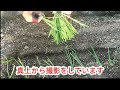 【タマネギ育苗に失敗】何故か元気に育たなかった【家庭菜園シリーズ】