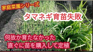 【タマネギ育苗に失敗】何故か元気に育たなかった【家庭菜園シリーズ】