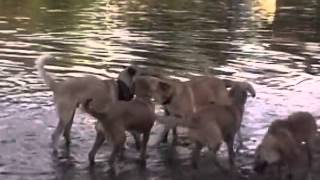 Saco River Chinook Dogs 1998