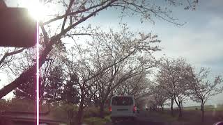 佐賀空港の桜トンネルです