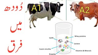 Difference in A1 and A2 milk. Local and Friesian cross bred animals milk composition.