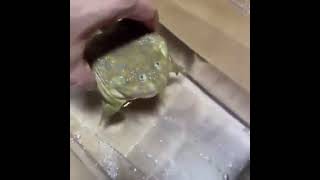 FRROOG SCREAM UNDERWATER!!!!!!!!!!!