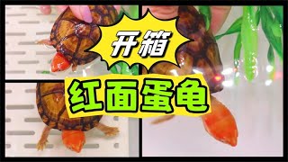 【开箱】入手第三只红面蛋龟！这纯红头谁看了不说一声绝！爱了！