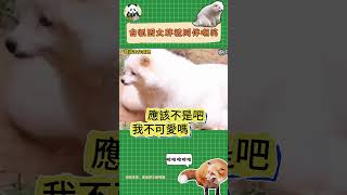 白狐因為長得胖被同伴嘲笑，這笑聲別太搞笑 #funnyanimals #搞笑 #fox #狐狸 #funny #動物