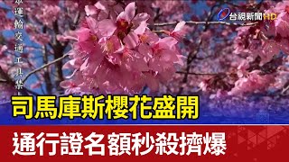 司馬庫斯櫻花盛開通行證名額秒殺擠爆