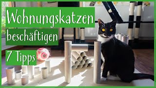 7 günstige Möglichkeiten Wohnungskatzen sinnvoll zu beschäftigen