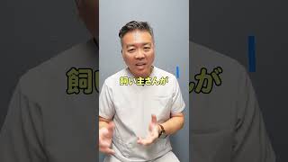 ソファーに乗るのは飼い主さんを試している！？#shorts