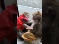 lagi akur nih #animals #babymonkey #littlemonkeys #fyp #youtubeshorts #shortvideo