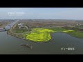 新潟ドローン空撮｜福島潟　菜の花