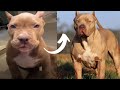 I’m a big kid now- DOGS GROW UP- Dog transformation tiktok