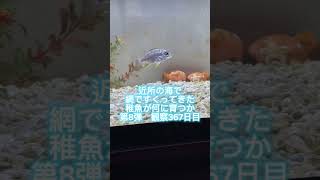 稚魚何に育つか成長記録 第8弾　367日目