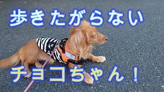 【ミニチュアダックスフンドのチョコ】歩きたくなくなったチョコちゃん！