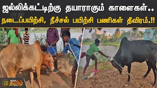 ஜல்லிக்கட்டிற்கு தயாராகும் காளைகள்..  நடைப்பயிற்சி, நீச்சல் பயிற்சி பணிகள் தீவிரம்.!! | #Jallikattu