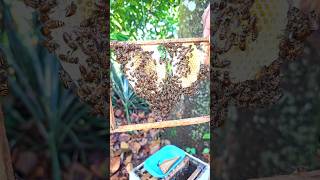 ഇനിയും തേനീച്ച കോളനികൾ വിഭജിക്കുമ്പോൾ || Beekeeping || തേനീച്ച വളർത്തൽ #honey #shorts