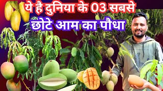 ये है दुनिया के 03 सबसे छोटे आम का पौधा || Ssmall Mango Plant|| Top Mango Variety ||