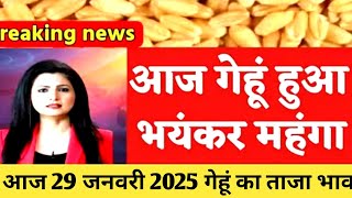 गेहूँ का भाव 29 जनवरी 2025 | गेहूँ के भाव में तूफानी तेजी देखें भाव, Gehu ka Bhav,Wheat rate today