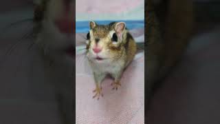 シマリス Chipmunk