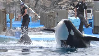 シャチ　リンちゃんとアースくん　順番でジャンプを見せてくれます　【名古屋港水族館】Killer whale Port of Nagoya Public Aquarium