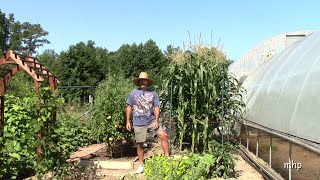 Growing Corn in Raised Beds -Tips and Suggestions
