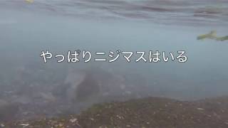 潤井川　デカ虹鱒とのたたかい！！