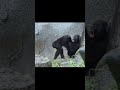 funny gorilla ringo jabali shorts ゴリラ