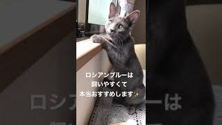 ロシアンブルー♀子猫5ヶ月