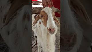 ഇങ്ങനെ ആട് വളർത്തിയാൽ 100 % ലാഭം ഉണ്ടാകും#goatfarming #goatfarm