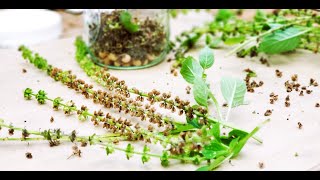 HARVESTING AND STORING TULSI SEEDS