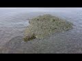 cyanosis on the baltic sea how does it look like