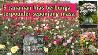 5 JENIS TANAMAN BERBUNGA LEGENDARIS HINGGA SAAT INI