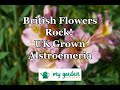 British Flowers Rock! UK Grown Alstroemeria