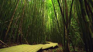 8 Hours - Bamboo Forest and Relaxing Nature Sounds 4K - RELAX, SLEEP, ASMR | Great Escapes