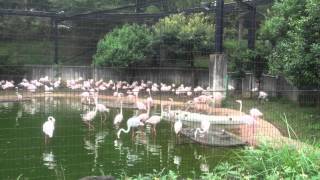 動物大好き♪フラミンゴ（多摩動物公園）